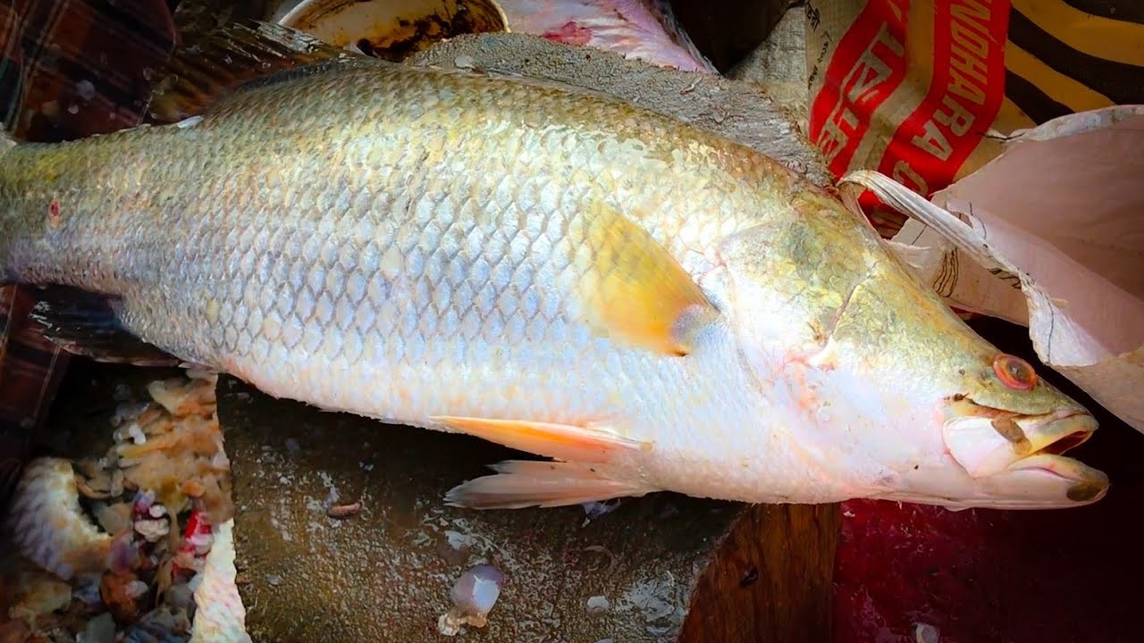 Koral (কোরাল মাছ)