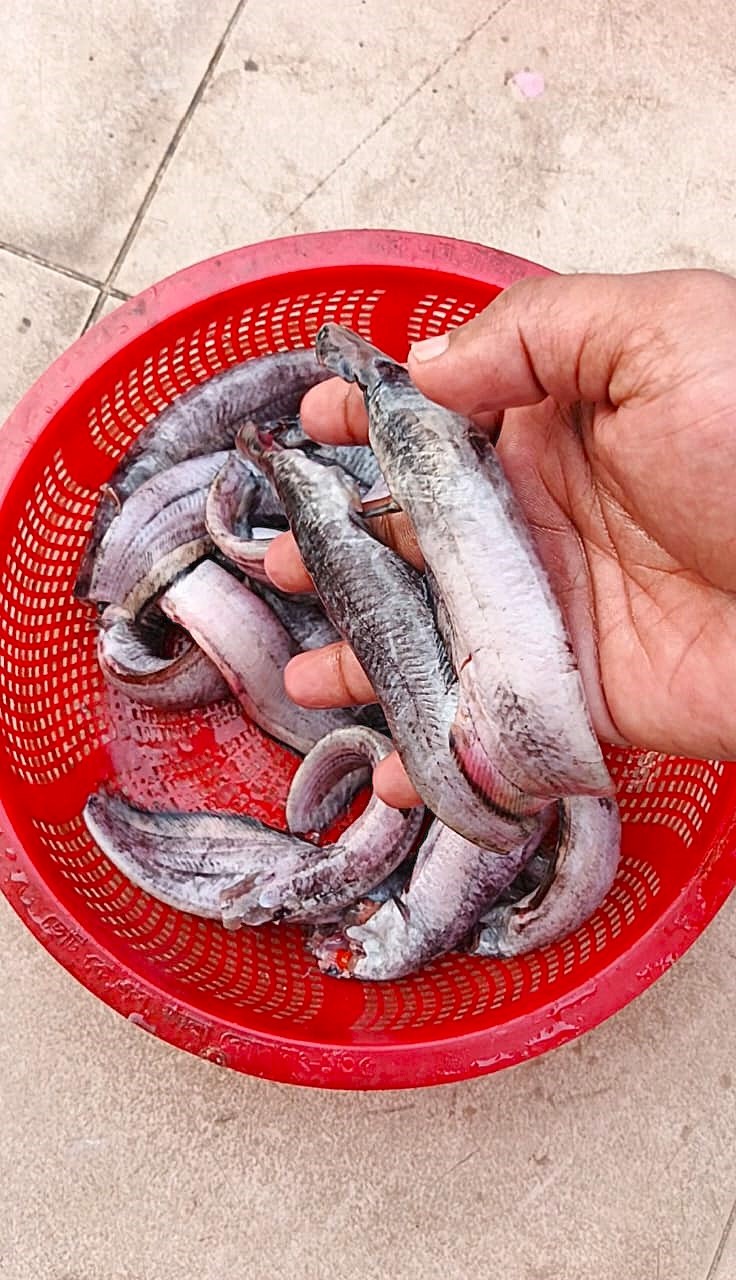 দেশি শিং মাছ