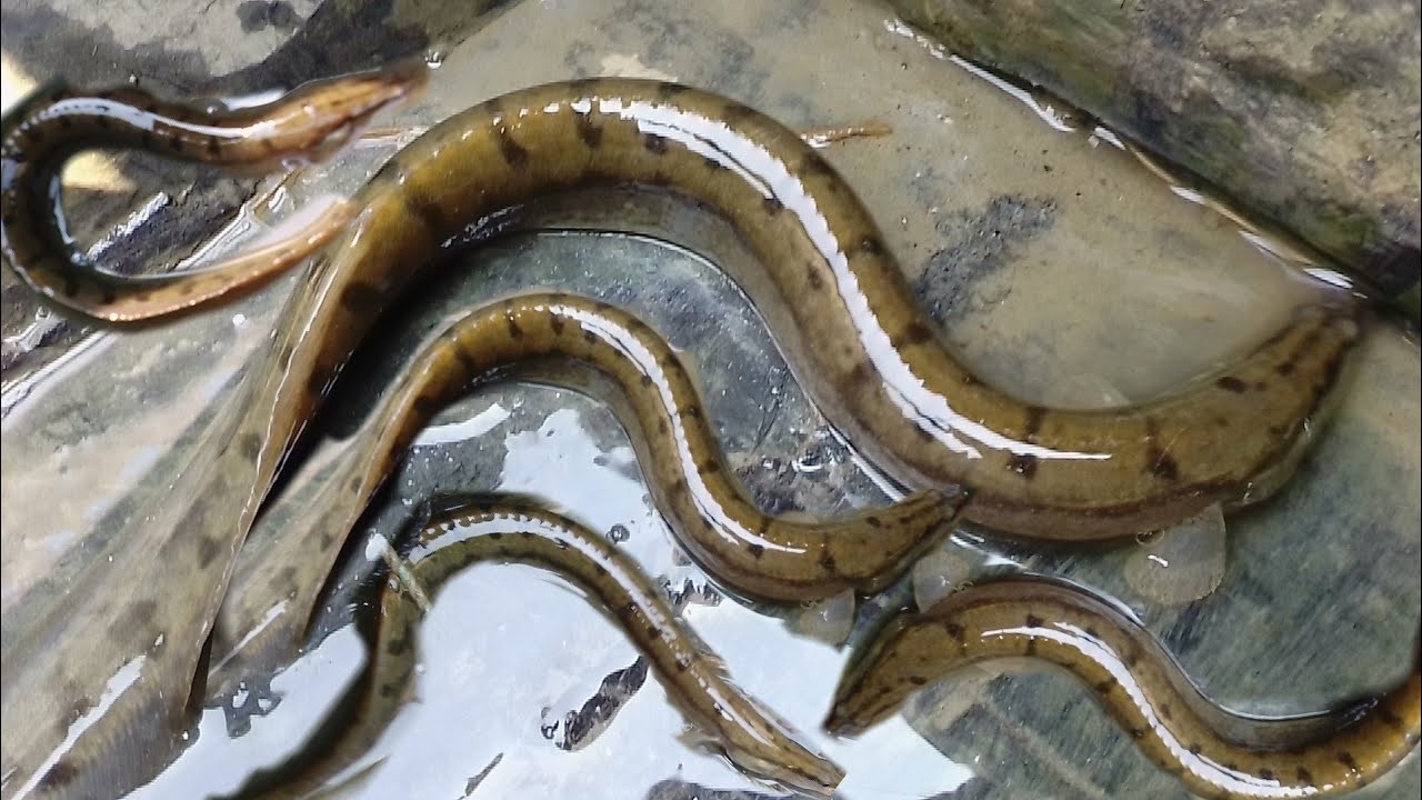 Baim ( বাইম মাছ )